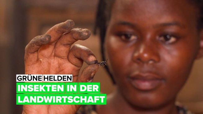 Grüne Helden: Insekten in der Landwirtschaft